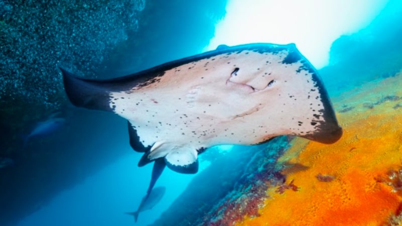 Great snorkelling 